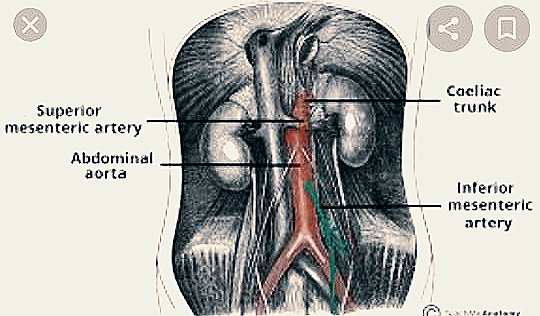 Anatomy and Physiology homework question answer, step 1, image 1